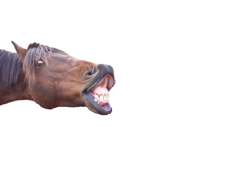 Brown Horse Head — Neutral
