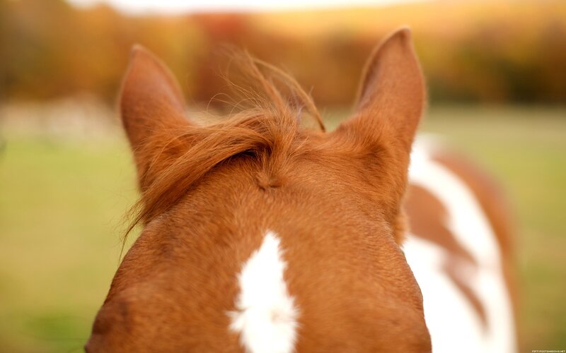 Brown Horse Head — Serene, Autumn