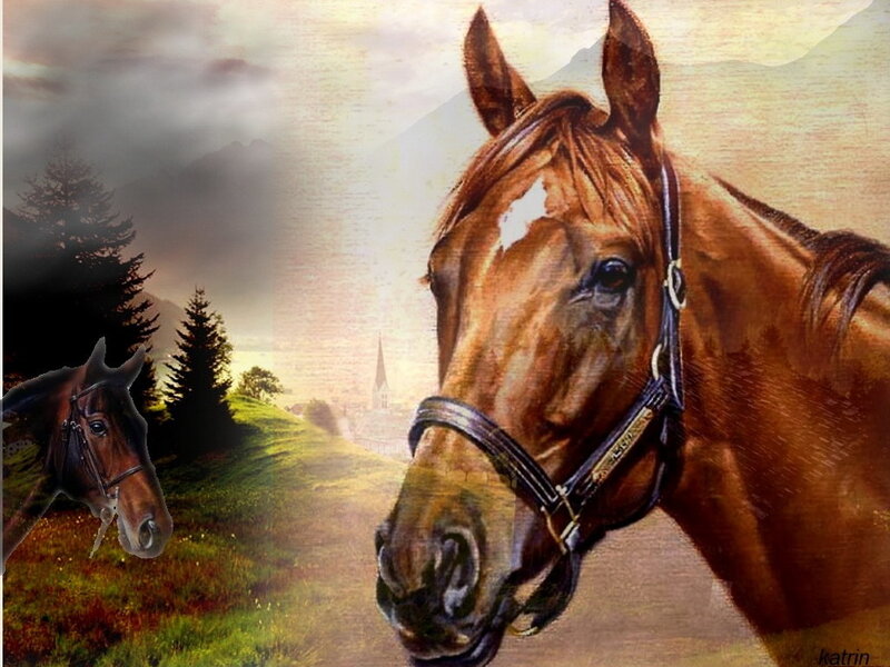 Brown Horse Head — Serene