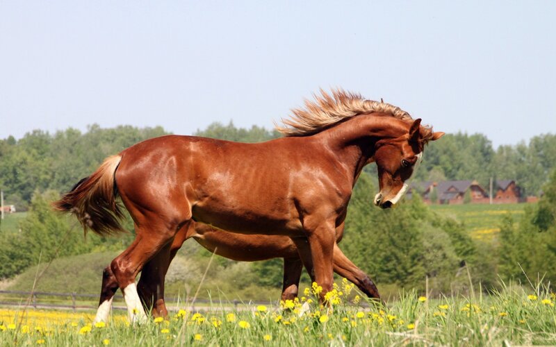 Brown horse in a field