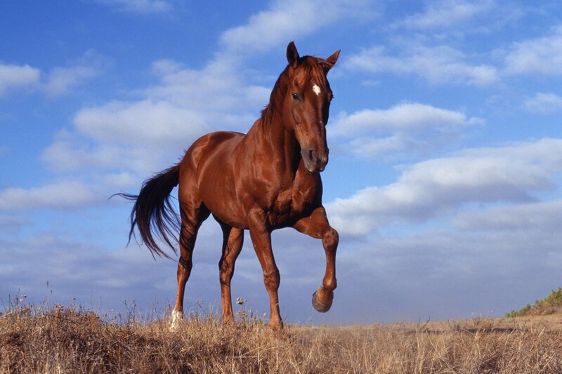 Brown horse in a field