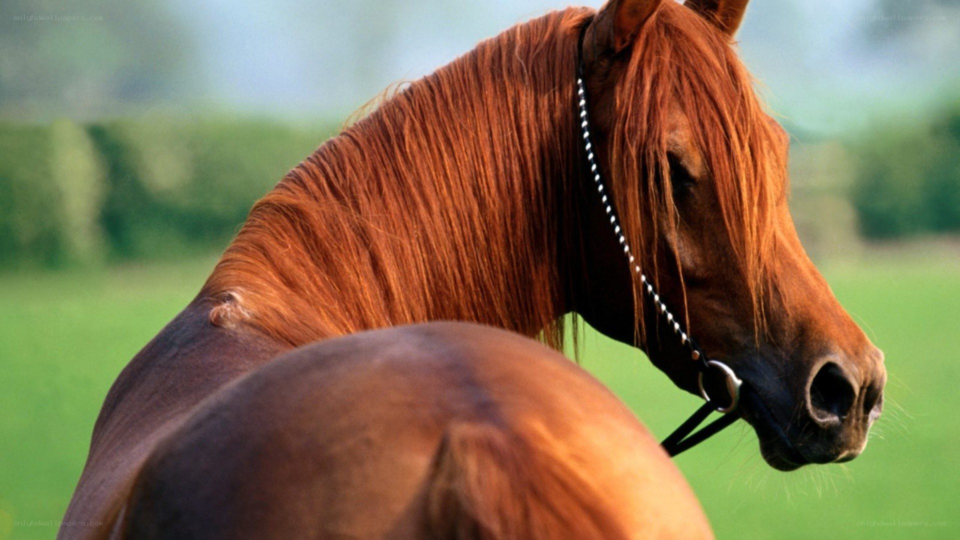 brown horse in a field