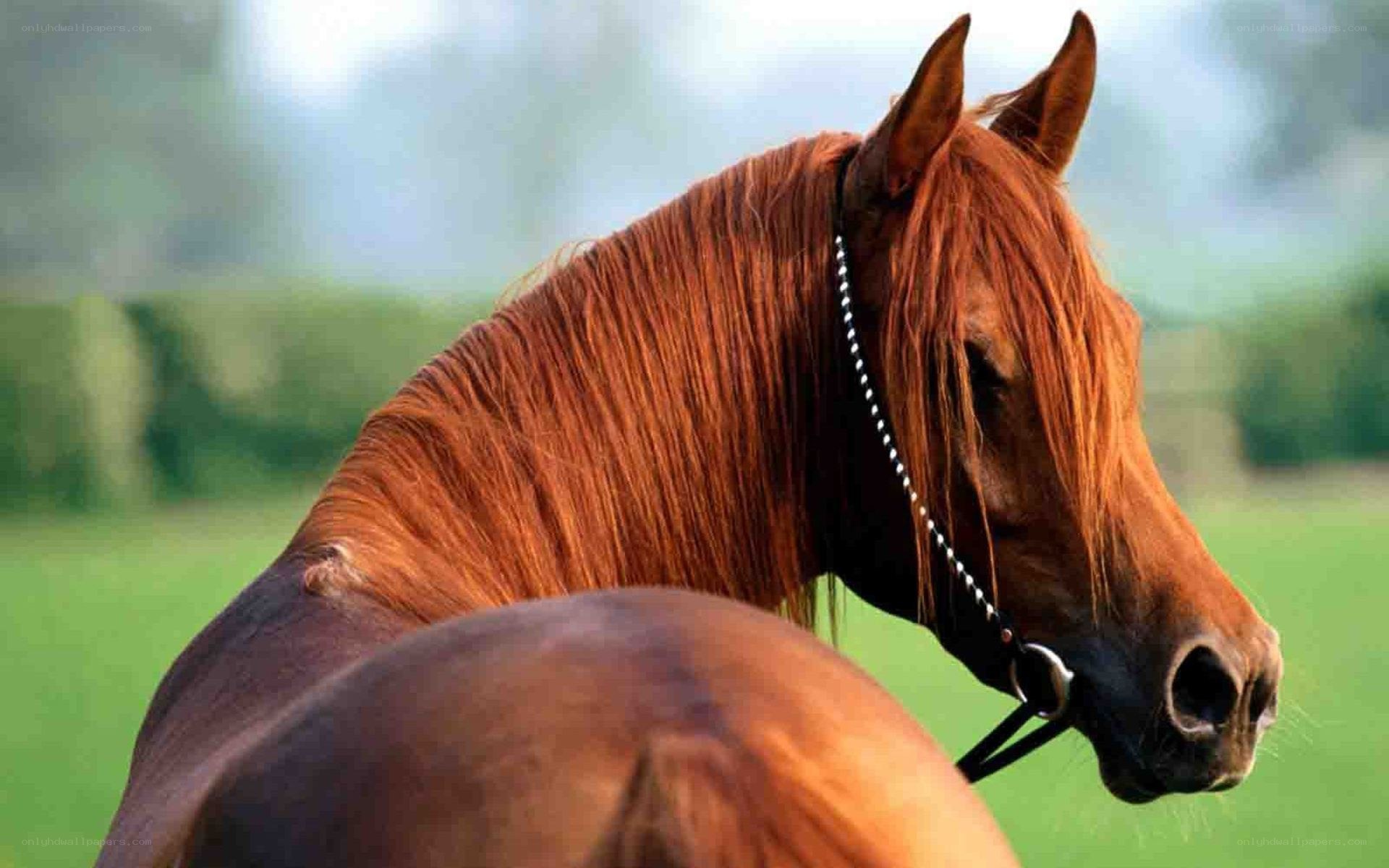 brown horse in a field