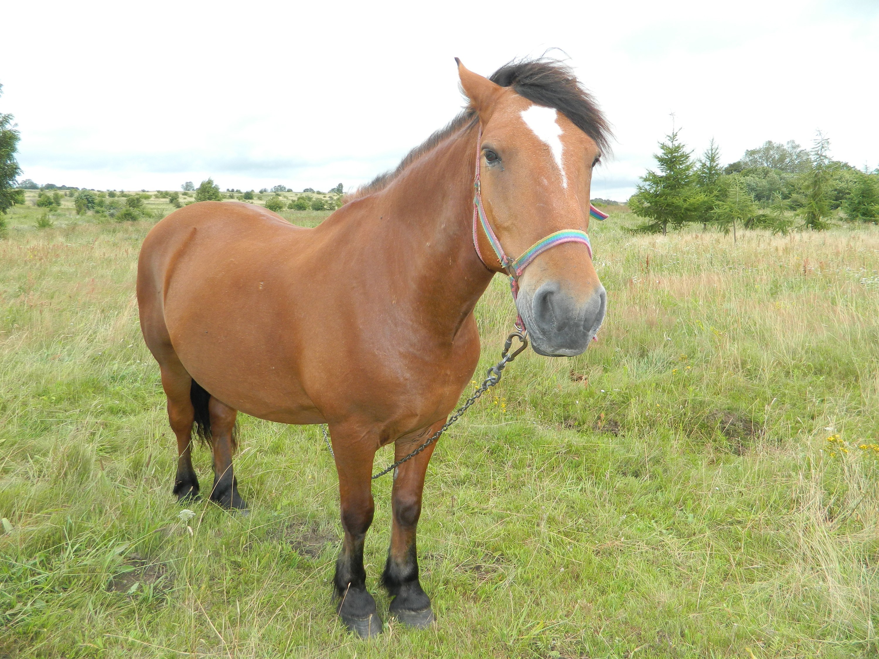 Brown horse in a field