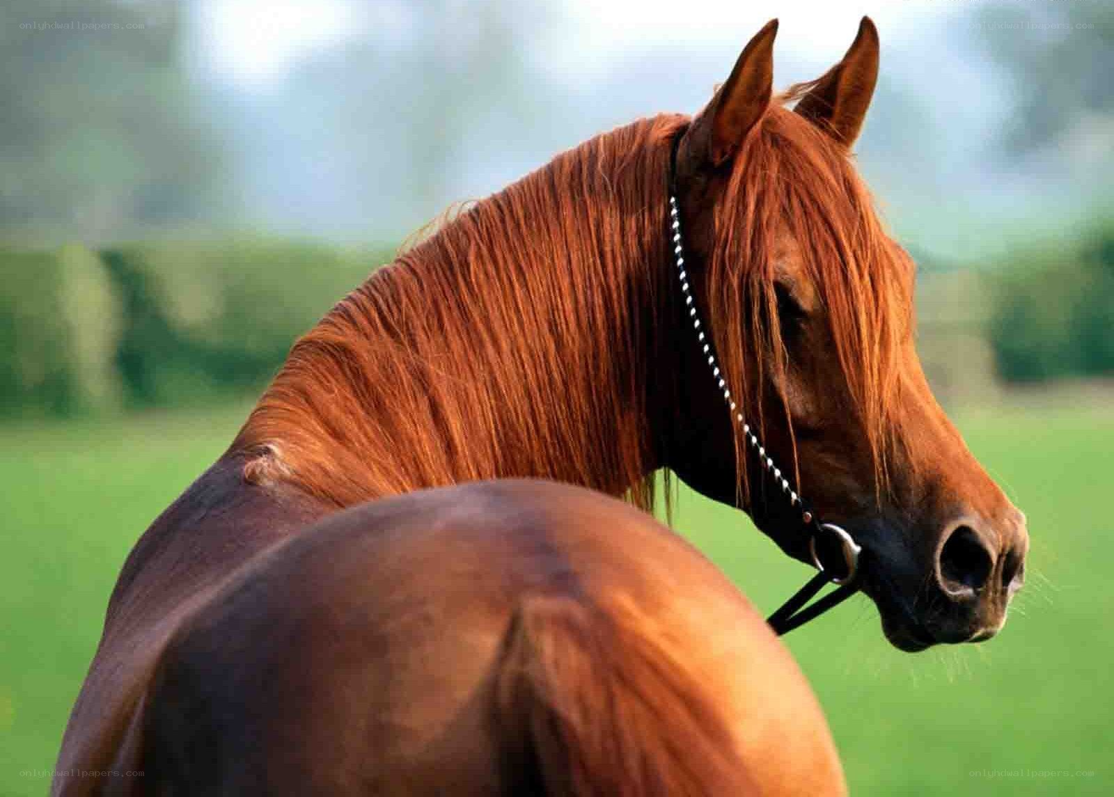 brown horse in a field