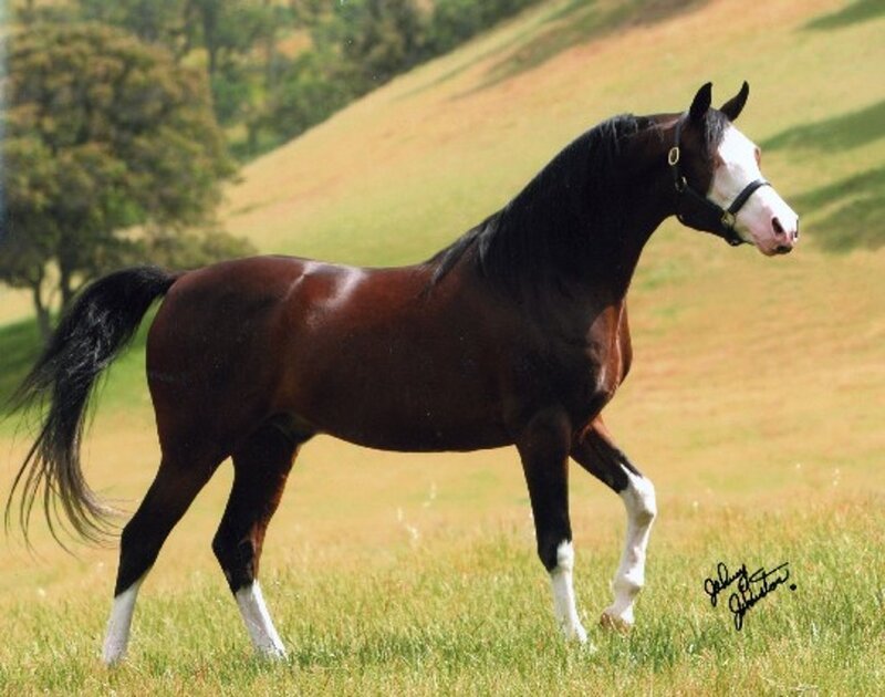 brown horse in a field