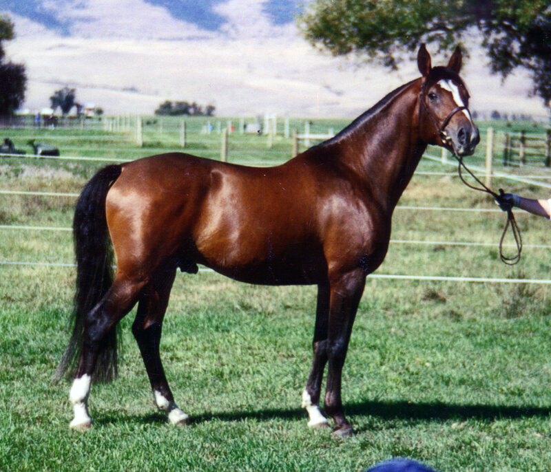brown horse in a field