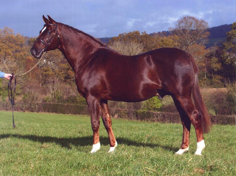 brown horse in a field