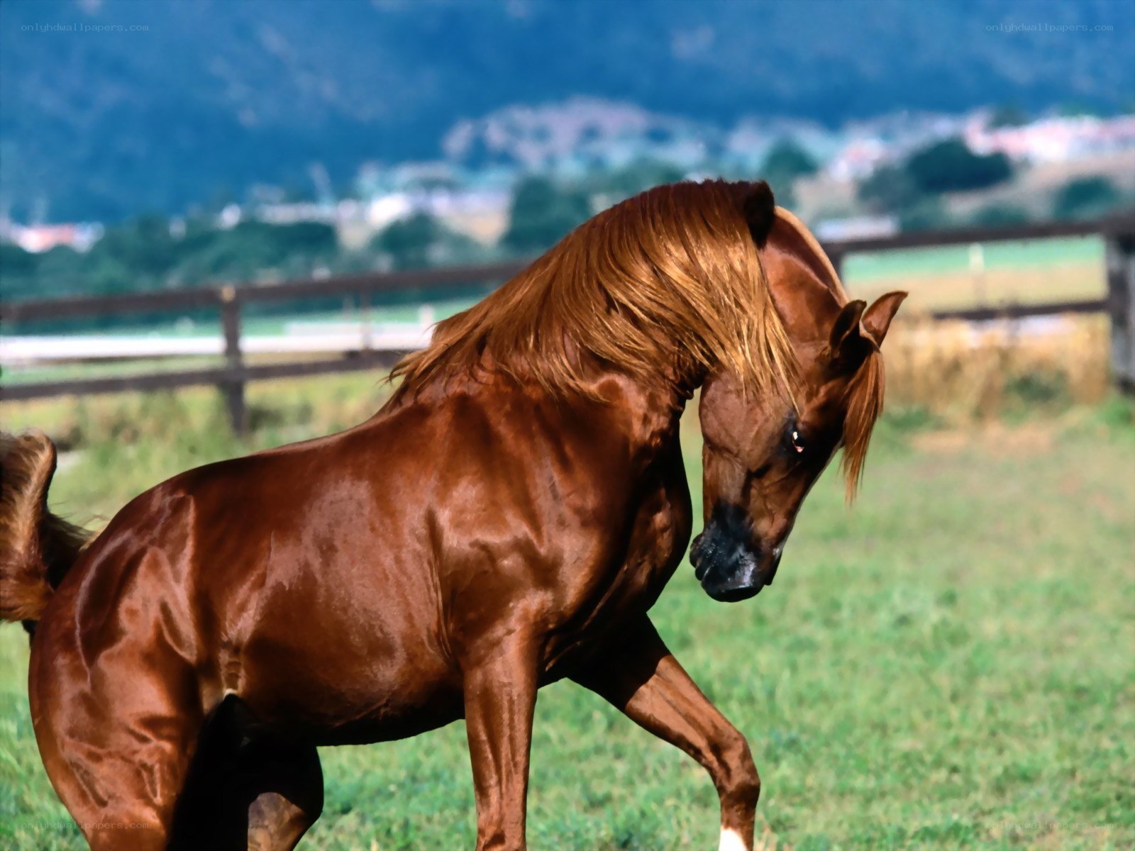 brown horse in a field
