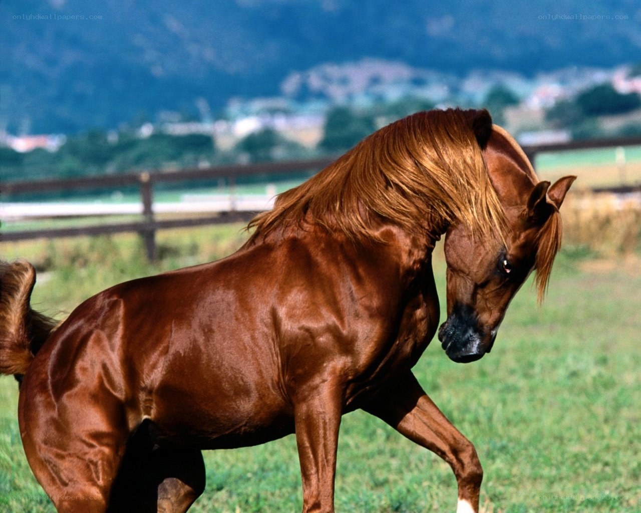 brown horse in a field