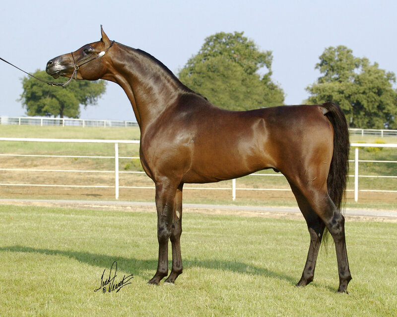brown horse in a field