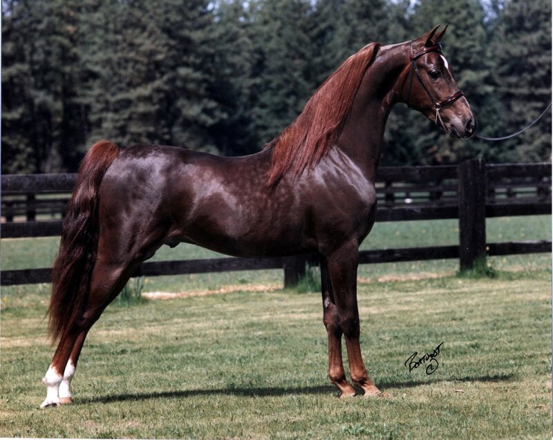 brown horse in a field