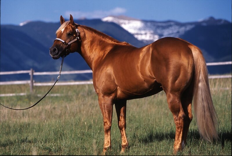 Brown horse in a field