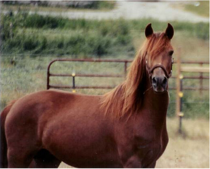 brown horse in a field