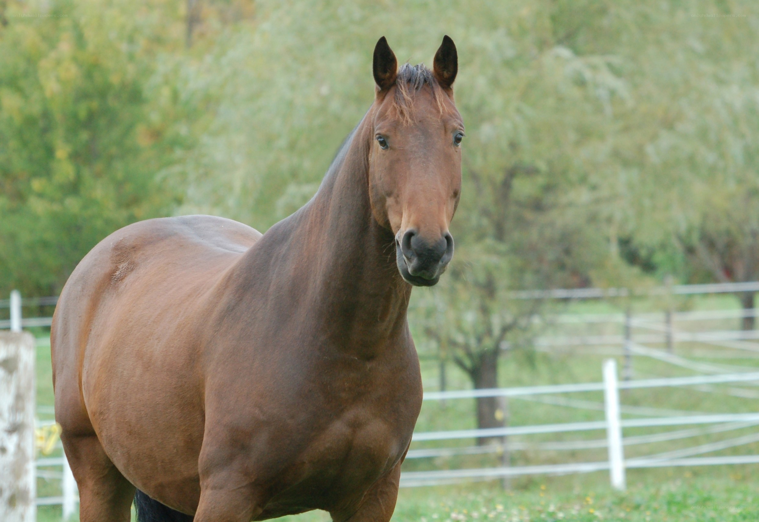 brown horse in a field