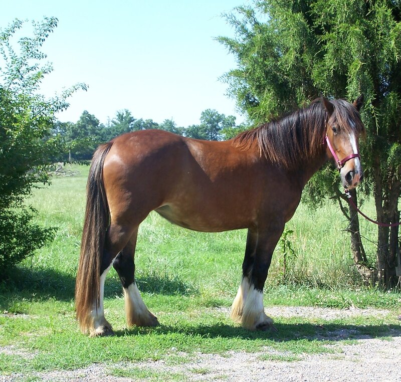 brown horse in a field