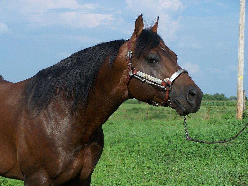 brown horse in a field