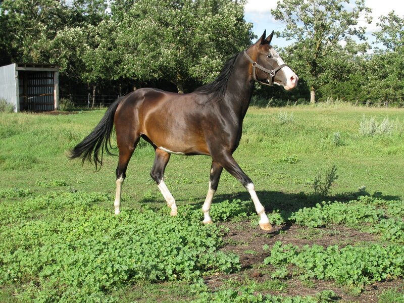 brown horse in a field