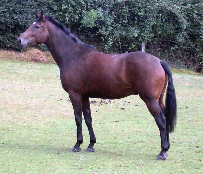 brown horse in a field