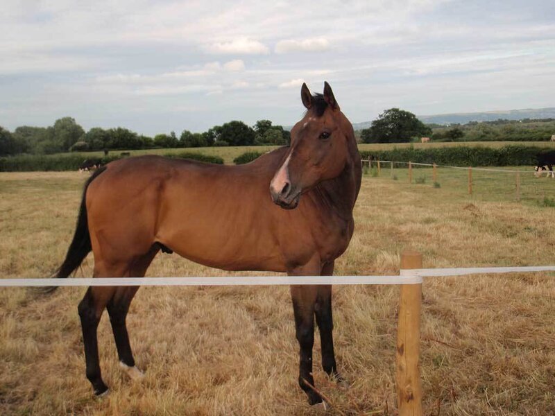 brown horse in a field