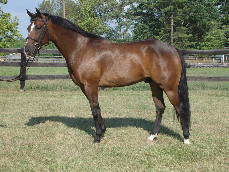 brown horse in a field