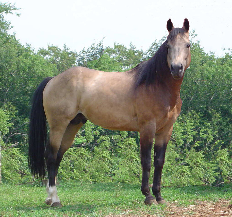 brown horse in a field