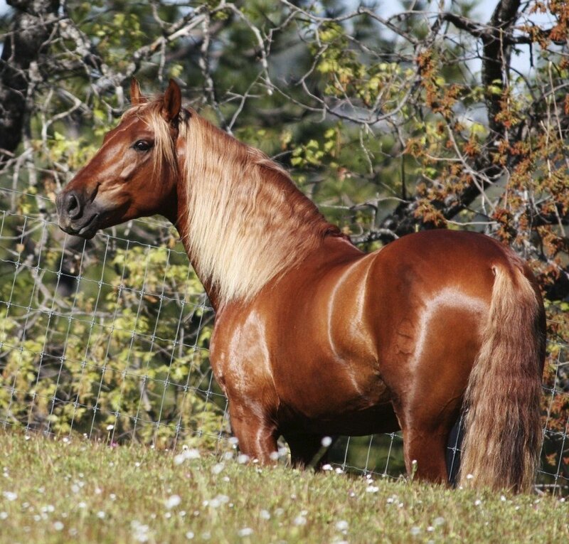 brown horse in a field