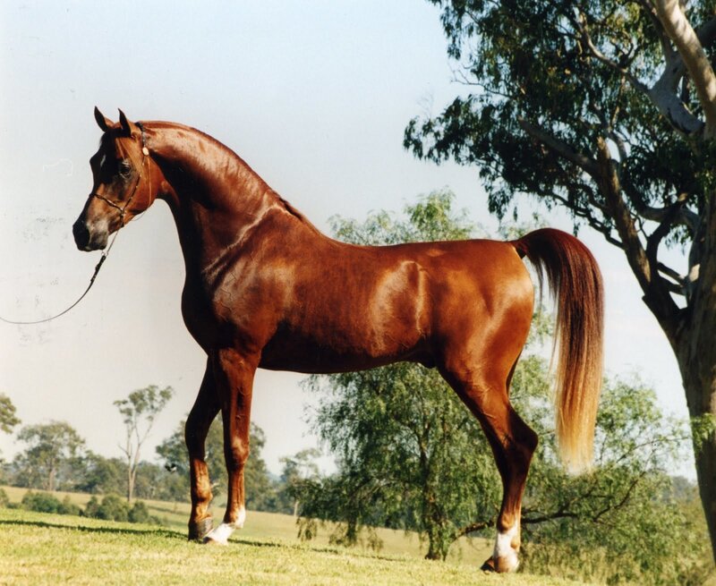 brown horse in a field