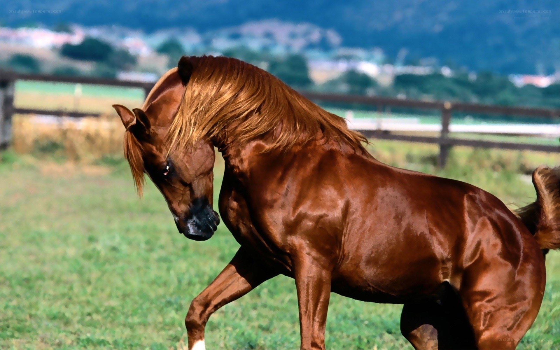 brown horse in a field