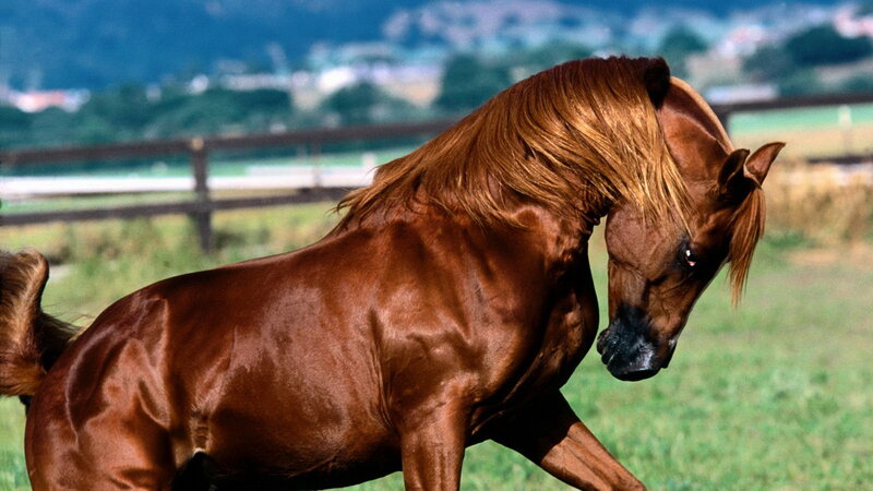 brown horse in a field