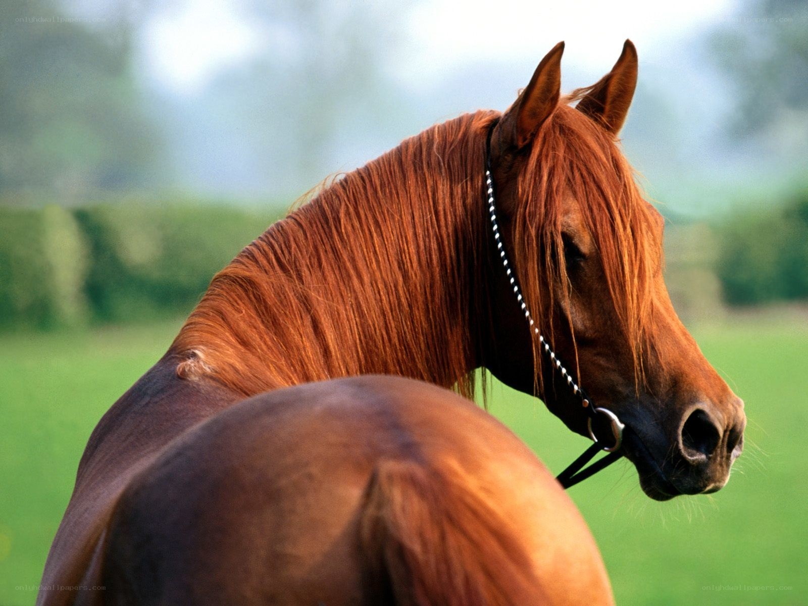 brown horse in a field