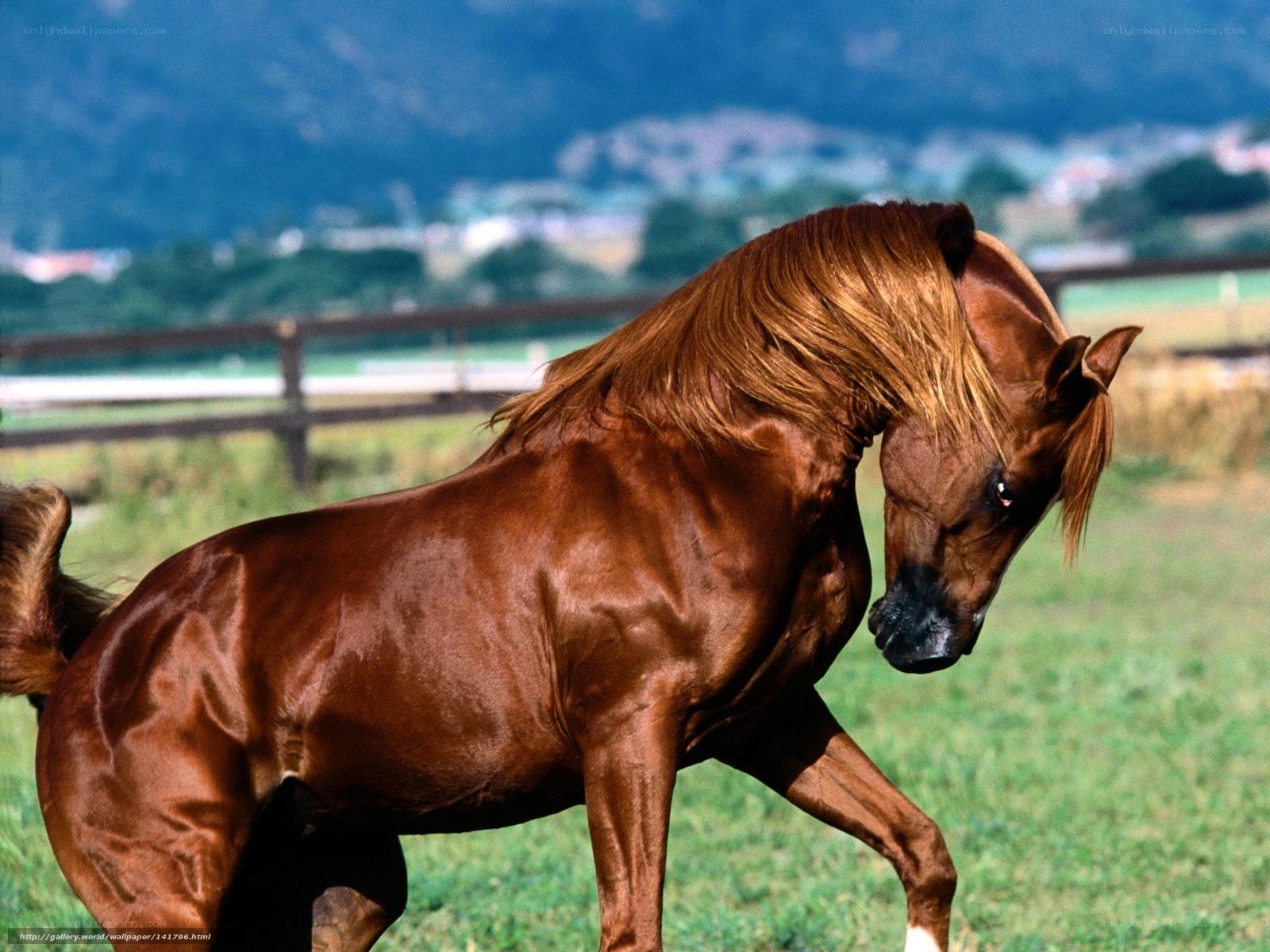 brown horse in a field