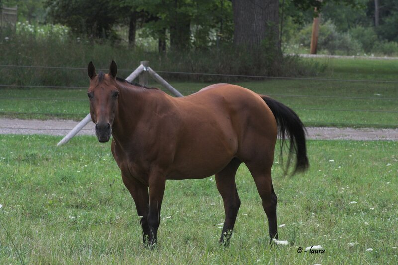 brown horse in a grassy field