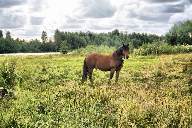 Brown horse in a green field