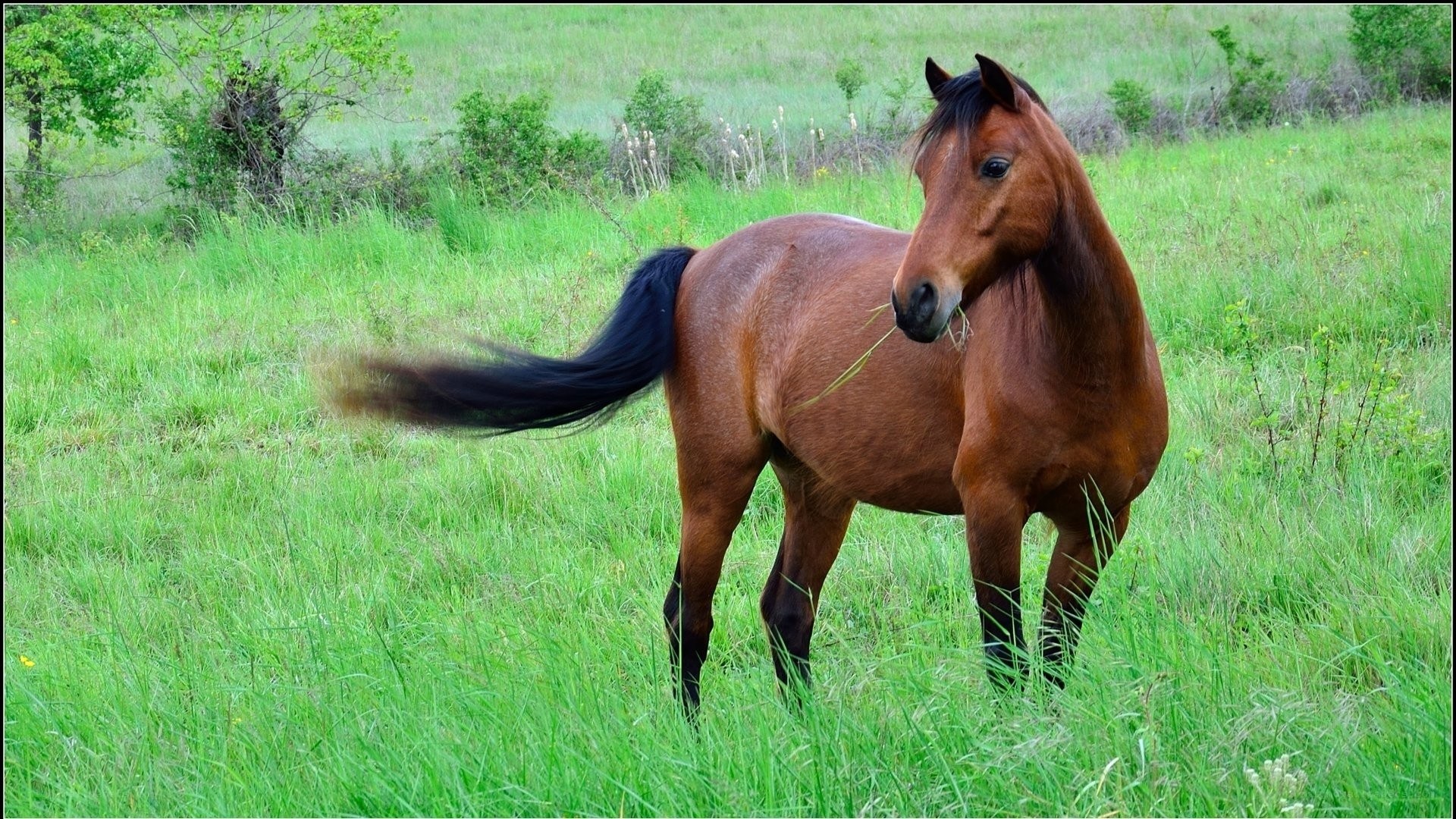 Brown horse in a green field