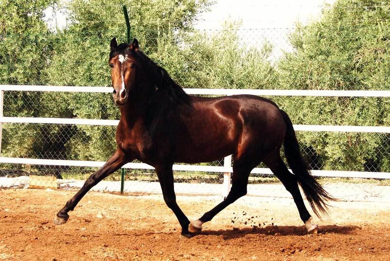 brown horse in a paddock