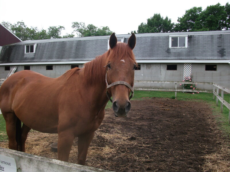 brown horse in a paddock