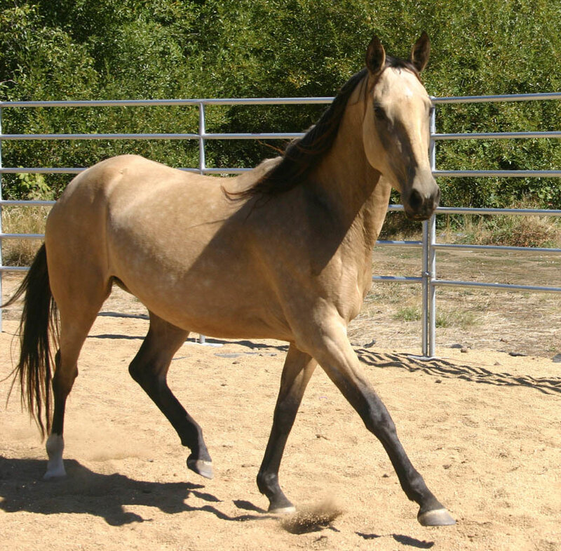 brown horse in a paddock