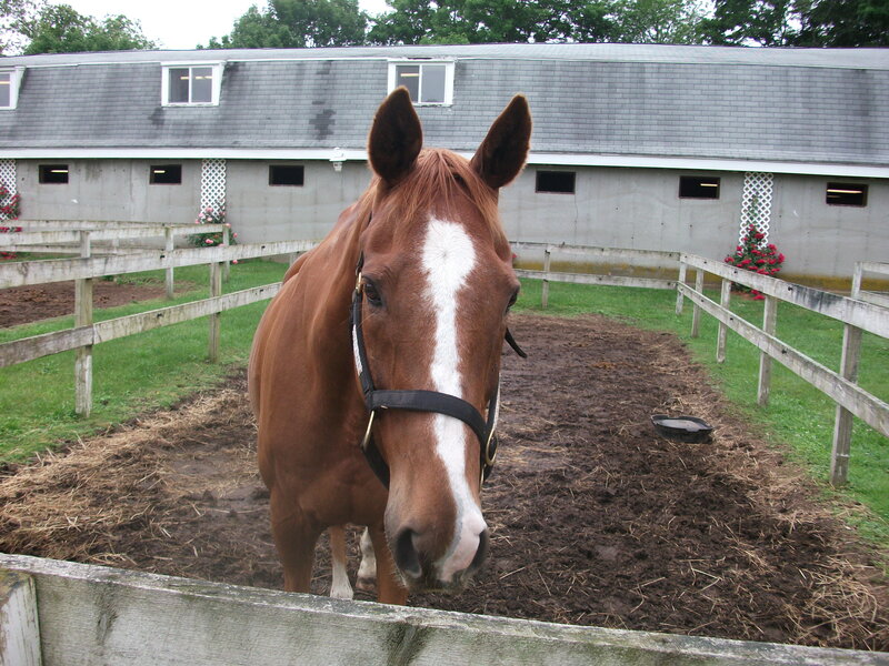brown horse in a paddock