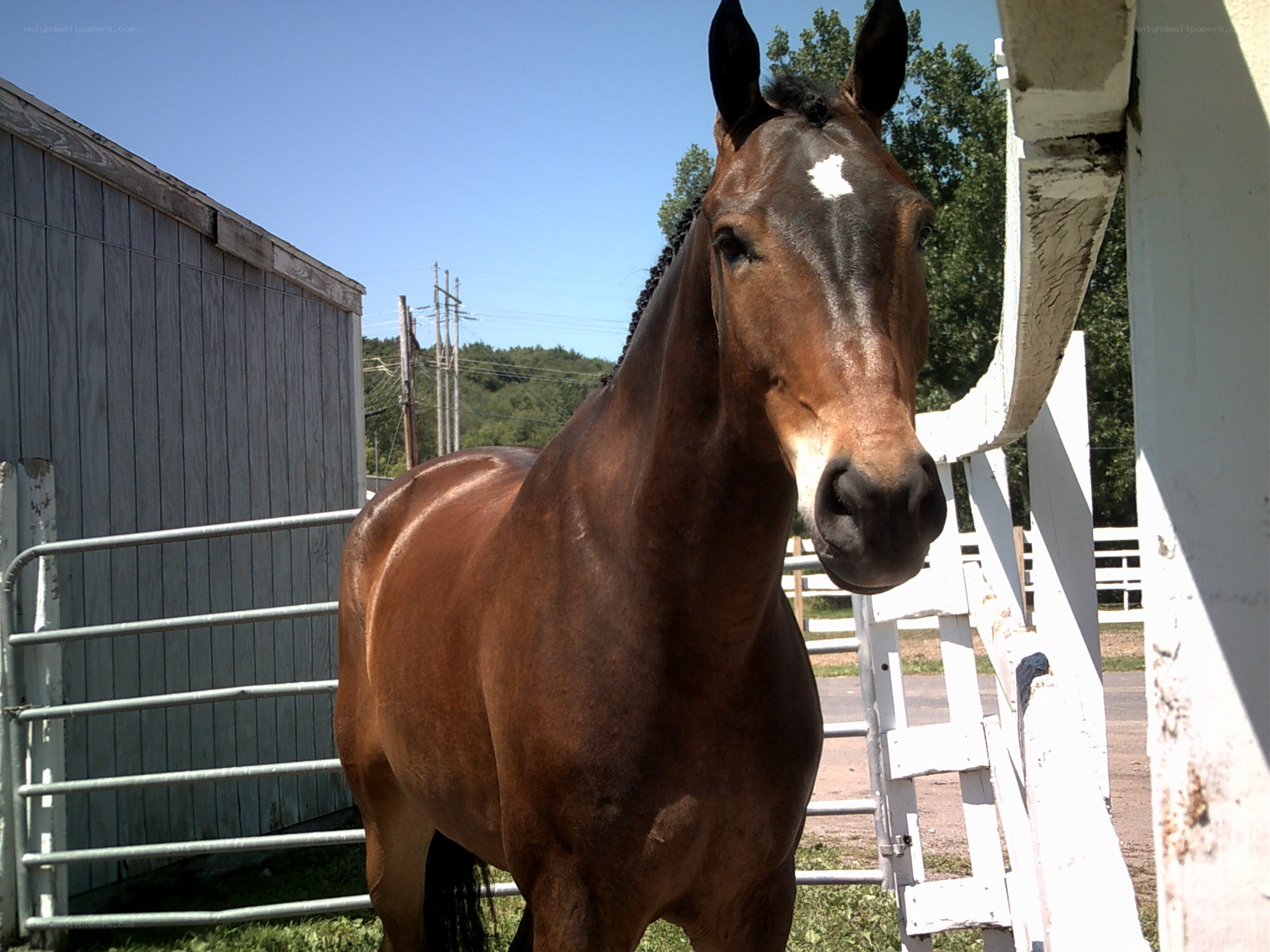 brown horse in a paddock