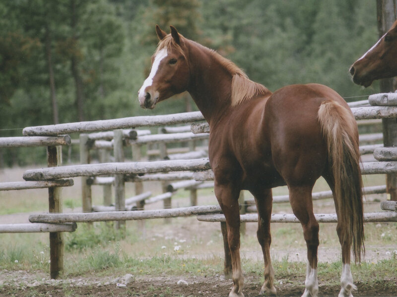 brown horse in a paddock