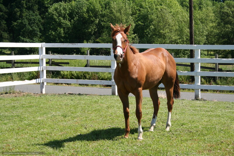 brown horse in a paddock