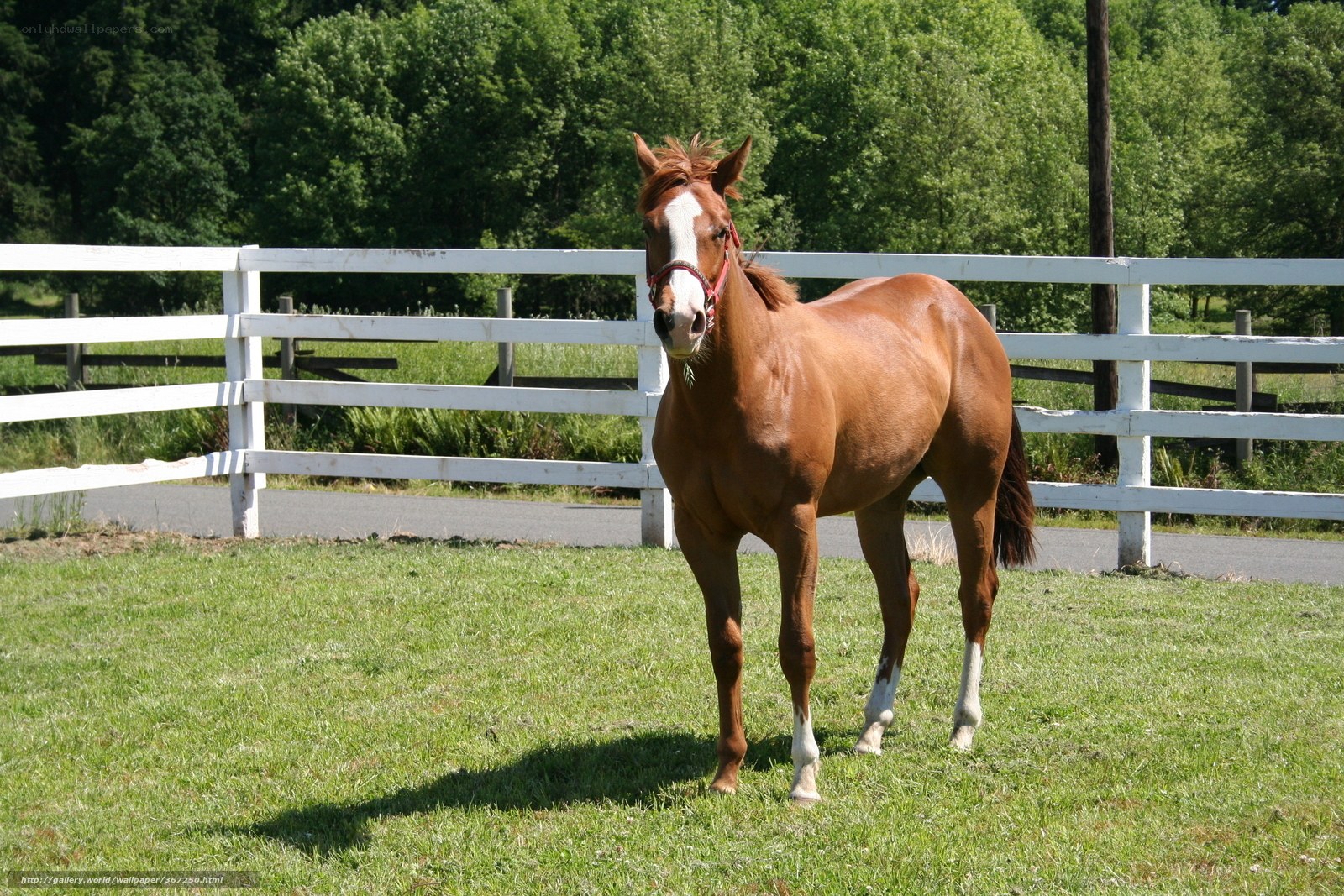 brown horse in a paddock