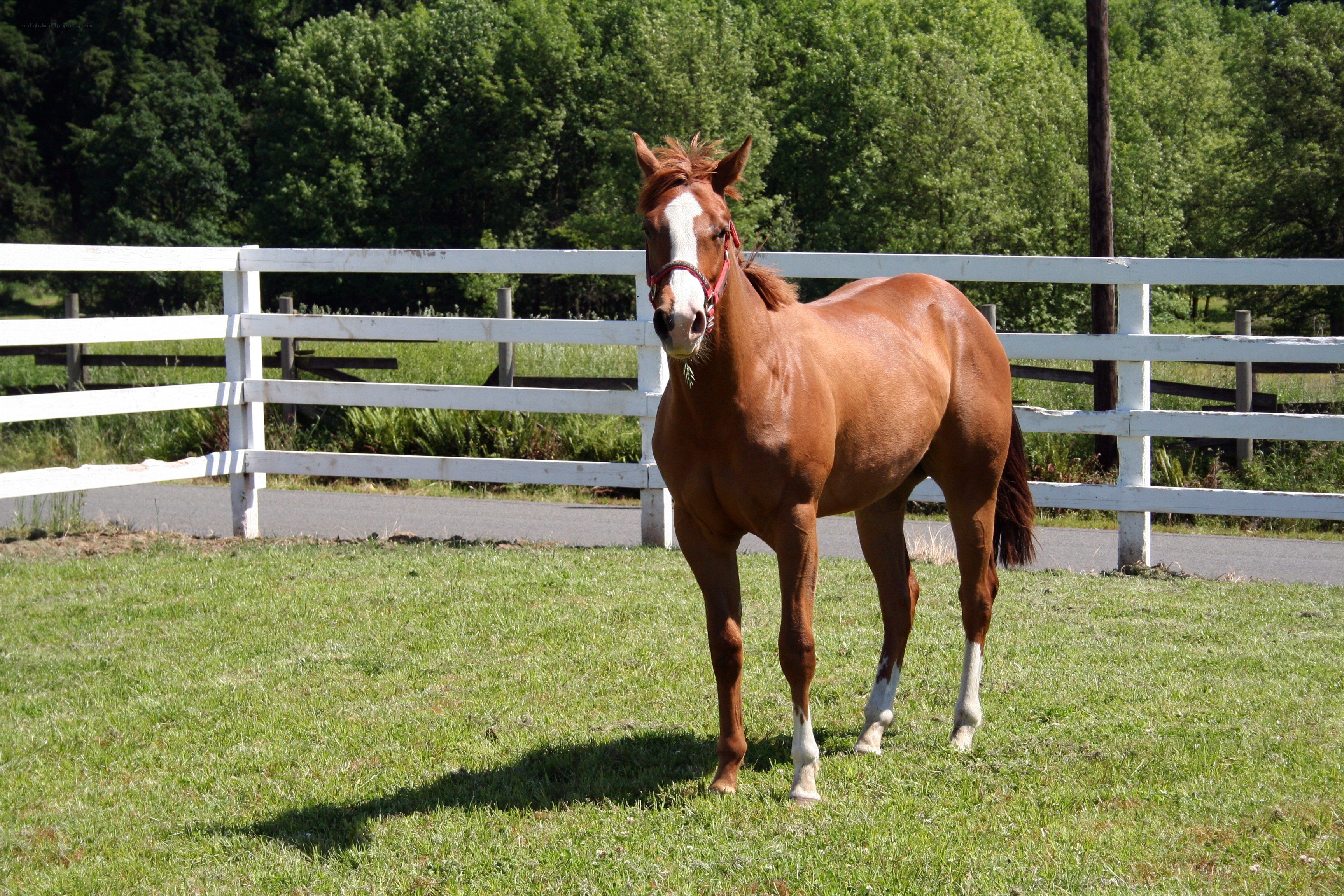 brown horse in a paddock