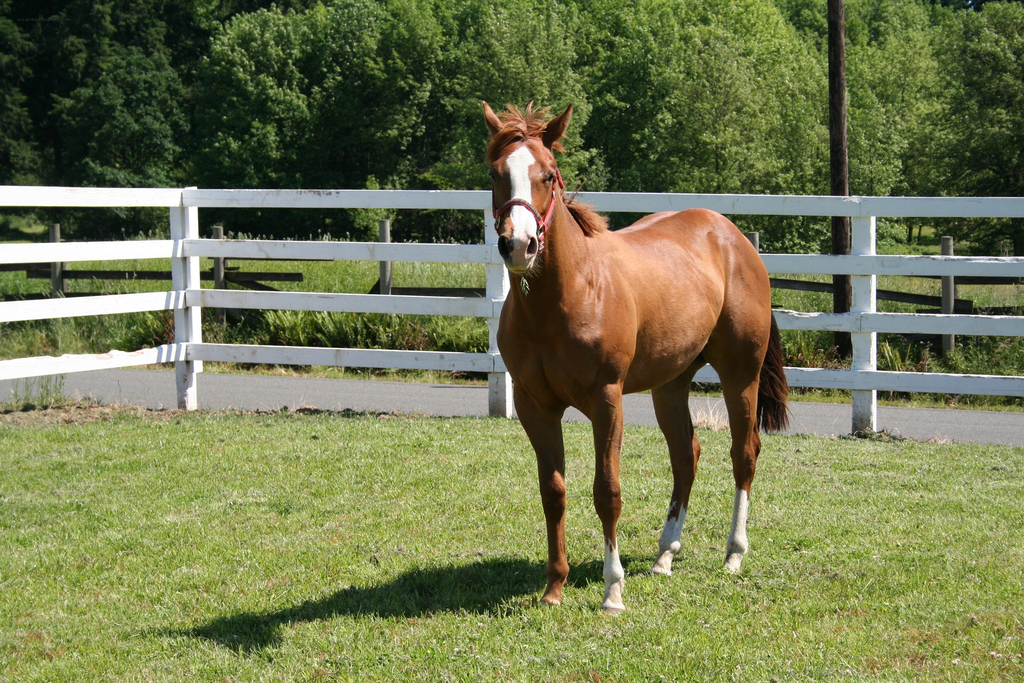brown horse in a paddock
