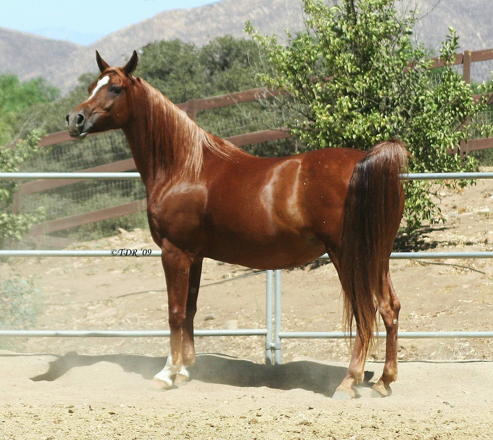 brown horse in a paddock
