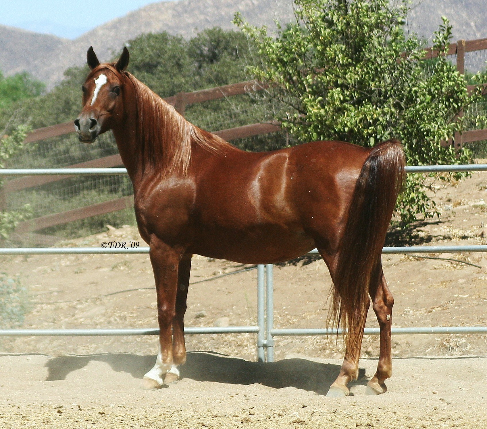 brown horse in a paddock
