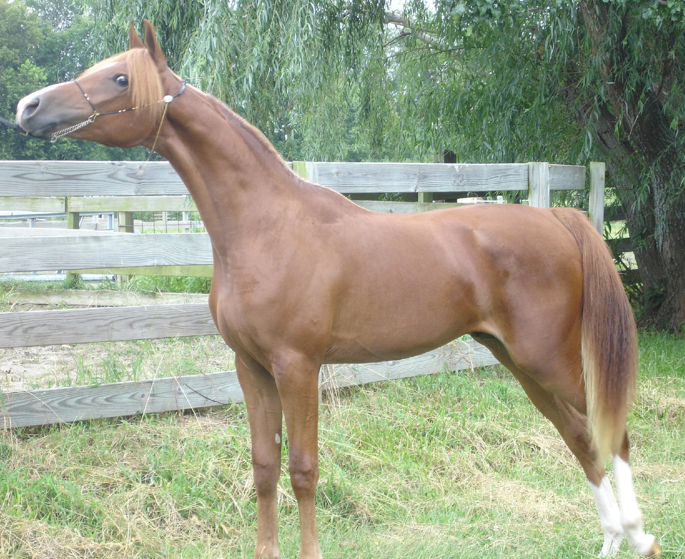 brown horse in a paddock