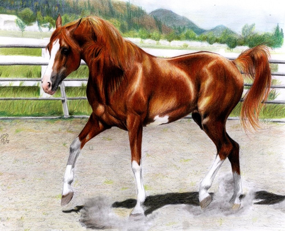 brown horse in a paddock