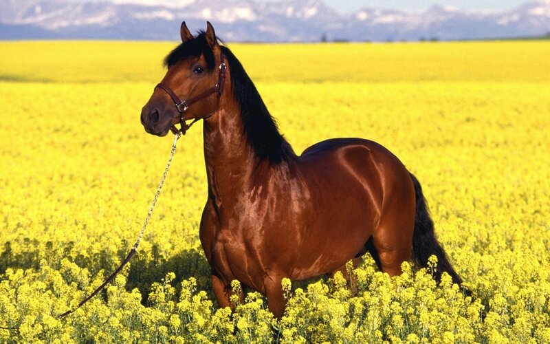 Brown horse in a yellow field